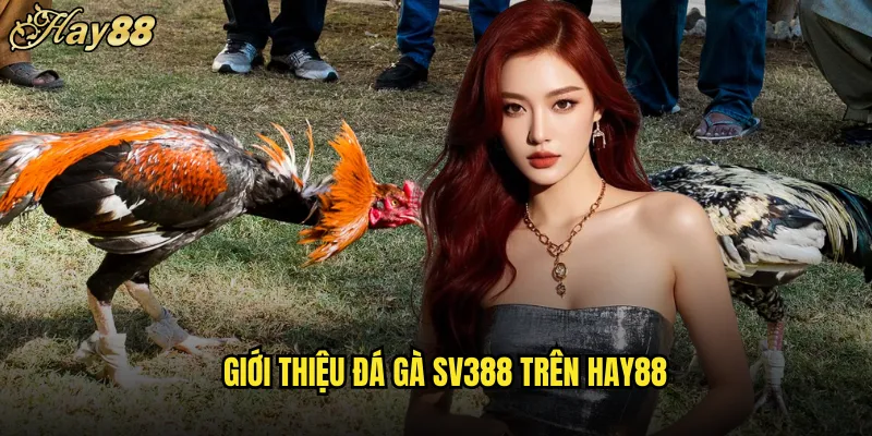 Đá Gà SV388 hay88 Sân Chơi Hấp Dẫn Tỷ Lệ Cao 4 Giới Thiệu Đá Gà SV388 Trên hay88
