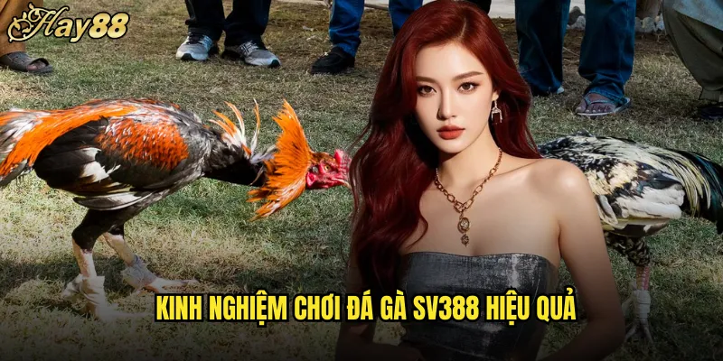 Đá Gà SV388 hay88 Sân Chơi Hấp Dẫn Tỷ Lệ Cao 5 Kinh Nghiệm Chơi Đá Gà SV388 Hiệu Quả