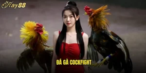 Đá Gà Cockfight