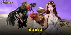 Đá Gà Cựa Sắt