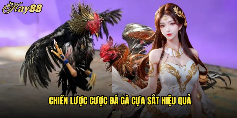 Đá Gà Cựa Sắt Trên hay88 Với Cuộc Chiến Khốc Liệt 5 Chiến Lược Cược Đá Gà Cựa Sắt Hiệu Quả