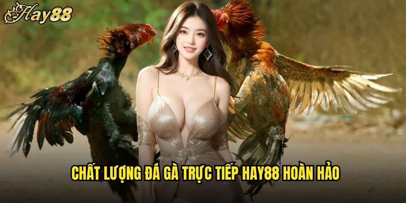 Đá Gà Trực Tiếp hay88 Cảm Xúc Thật Như Tại Sân 4 Chất Lượng Đá Gà Trực Tiếp hay88 Hoàn Hảo