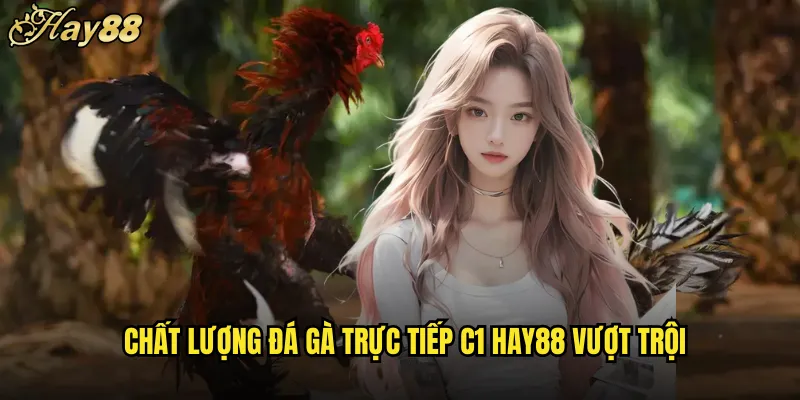 Đá Gà Trực Tiếp C1 hay88 Hạng Nhất Đẳng Cấp 4 Chất Lượng Đá Gà Trực Tiếp C1 hay88 Vượt Trội