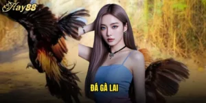 đá gà lai