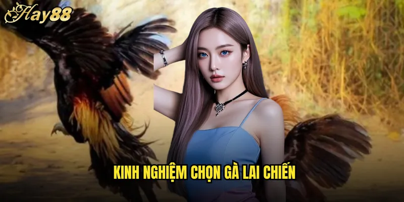 Đá Gà Lai hay88 Giống Chiến Đấu Lai Tạo Xuất Sắc 5 Kinh Nghiệm Chọn Gà Lai Chiến
