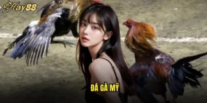 Đá Gà Mỹ