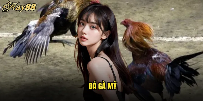 Đá Gà Mỹ