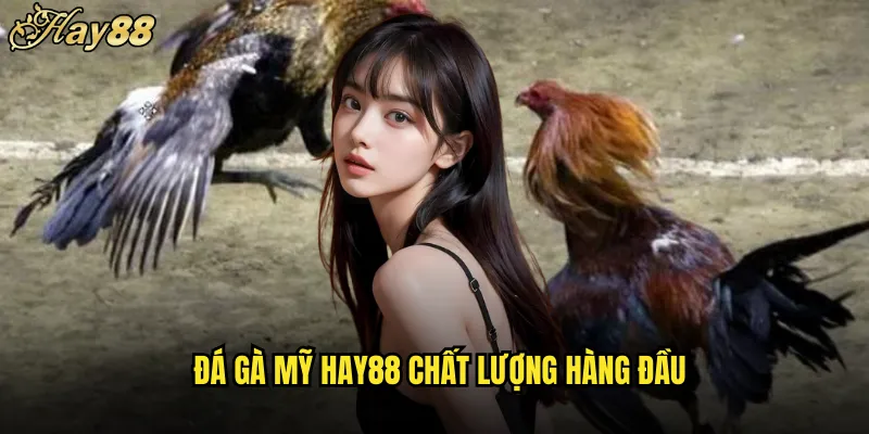 Đá Gà Mỹ hay88 Giống Chiến Đấu Thế Giới Đẳng Cấp 4 Đá Gà Mỹ hay88 Chất Lượng Hàng Đầu