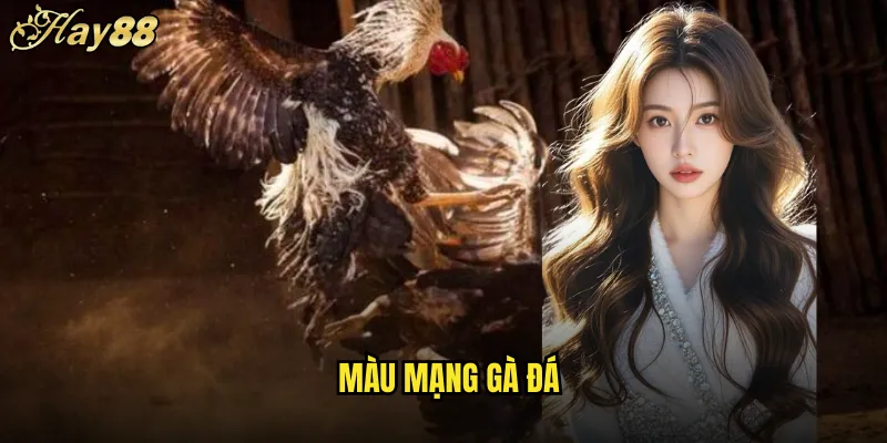 màu mạng gà đá