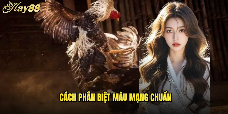 Màu Mạng Gà Đá hay88 Bí Mật Nhận Diện Chiến Kê 5 Cách Phân Biệt Màu Mạng Chuẩn
