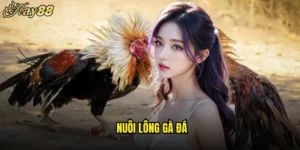 Nuôi Lông Gà Đá