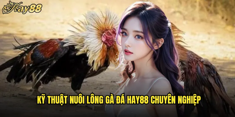 Nuôi Lông Gà Đá hay88 Bí Kíp Làm Đẹp Chiến Kê 4 Kỹ Thuật Nuôi Lông Gà Đá hay88 Chuyên Nghiệp