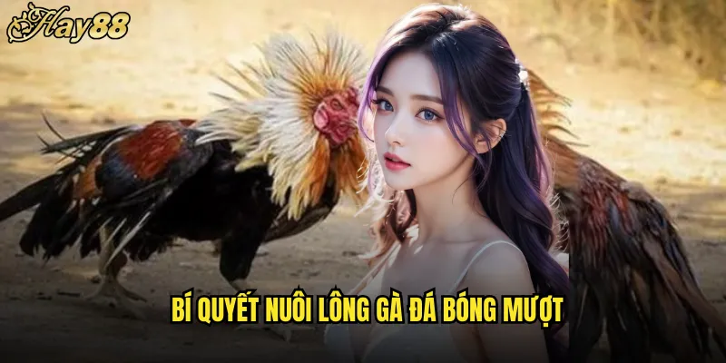 Nuôi Lông Gà Đá hay88 Bí Kíp Làm Đẹp Chiến Kê 5 Bí Quyết Nuôi Lông Gà Đá Bóng Mượt