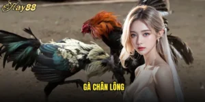 Gà Chân Lông