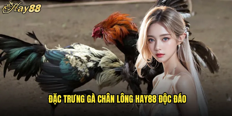 Gà Chân Lông hay88 Giống Chiến Đấu Cổ Xưa Thuần Việt 4 Đặc Trưng Gà Chân Lông hay88 Độc Đáo