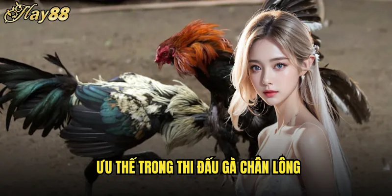 Gà Chân Lông hay88 Giống Chiến Đấu Cổ Xưa Thuần Việt 5 Ưu Thế Trong Thi Đấu Gà Chân Lông