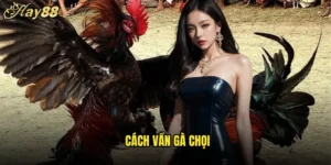 Cách Vần Gà Chọi